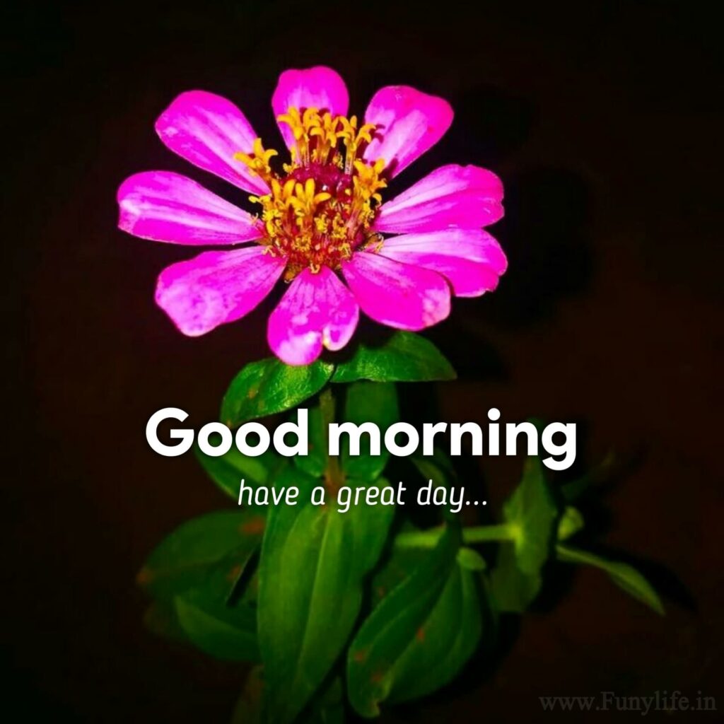 Good Morning Images with Quotes for Whatsapp