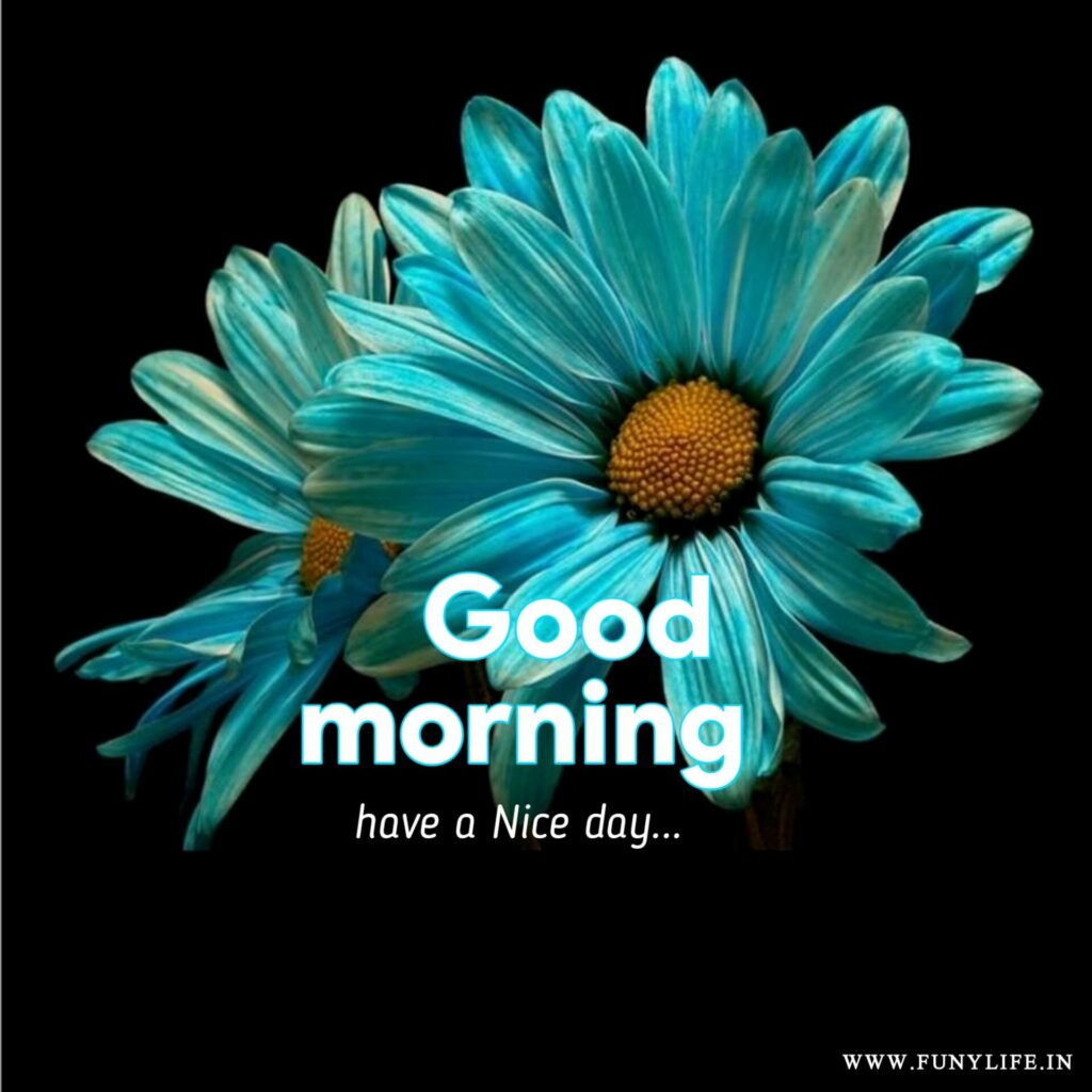 Best Good Morning Images 2023