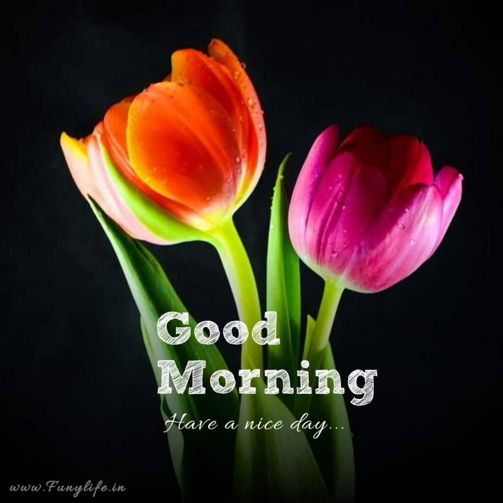 Best Good Morning Images