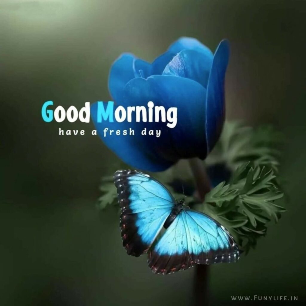 Beautiful Good Morning Images
