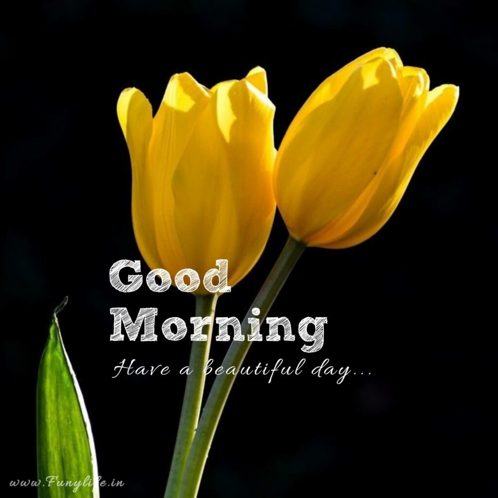 Fresh Good Morning Images
