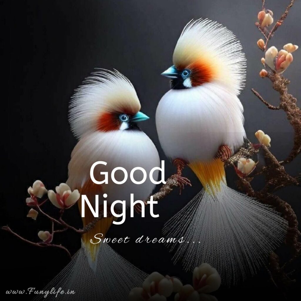 Good Night Image
